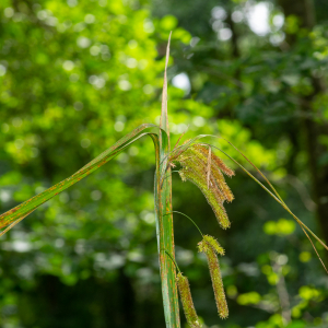 Photographie n°2515423 du taxon Carex pseudocyperus L. [1753]