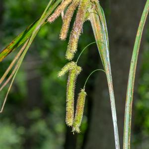 Photographie n°2515424 du taxon Carex pseudocyperus L. [1753]