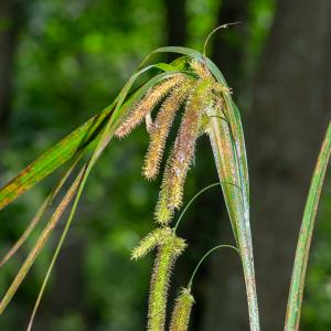 Photographie n°2515425 du taxon Carex pseudocyperus L. [1753]