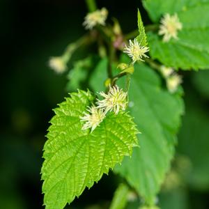 Photographie n°2515438 du taxon Humulus lupulus L.