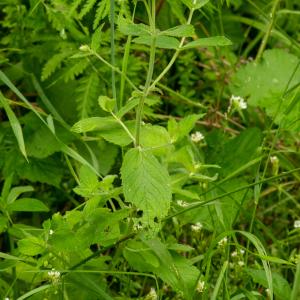 Photographie n°2515439 du taxon Humulus lupulus L.