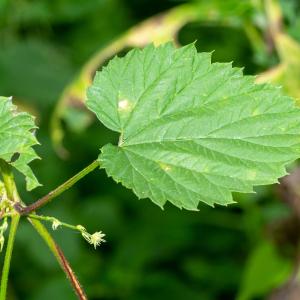 Photographie n°2515440 du taxon Humulus lupulus L.