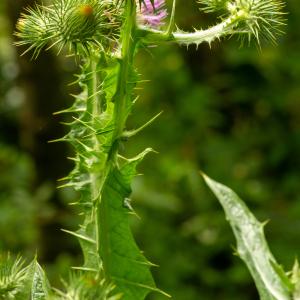 Photographie n°2515456 du taxon Onopordum acanthium L.