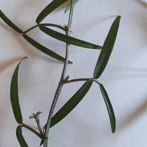 Photographie n°2515494 du taxon Vicia saxatilis (Vent.) Tropea [1907]