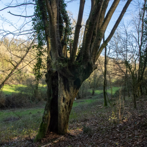 Photographie n°2515504 du taxon Carpinus betulus