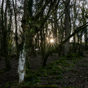 Photographie n°2515510 du taxon Carpinus betulus