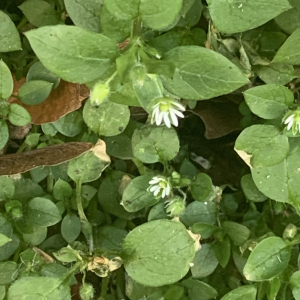 Photographie n°2515578 du taxon Stellaria media (L.) Vill.