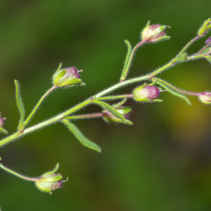 Photographie n°2515611 du taxon Chaenorhinum minus subsp. minus