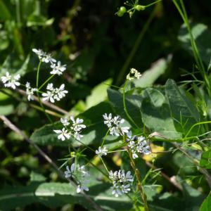 Photographie n°2515646 du taxon Bifora radians M.Bieb.