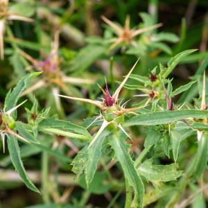 Photographie n°2515650 du taxon Centaurea calcitrapa L.