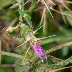 Photographie n°2515652 du taxon Centaurea calcitrapa L.