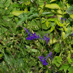 Photographie n°2515656 du taxon Delphinium consolida subsp. consolida 