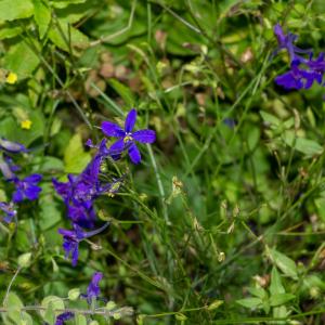 Photographie n°2515657 du taxon Delphinium consolida subsp. consolida 