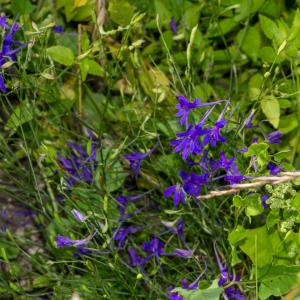 Photographie n°2515659 du taxon Delphinium consolida subsp. consolida 