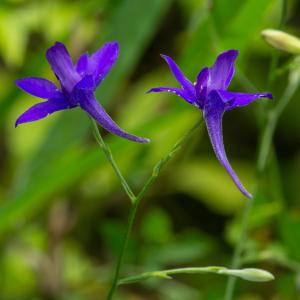 Photographie n°2515660 du taxon Delphinium consolida subsp. consolida 