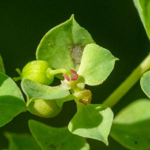 Photographie n°2515661 du taxon Euphorbia falcata L. [1753]