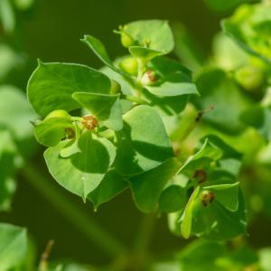 Photographie n°2515664 du taxon Euphorbia falcata L. [1753]