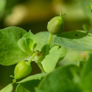 Photographie n°2515665 du taxon Euphorbia falcata L. [1753]