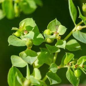 Photographie n°2515666 du taxon Euphorbia falcata L. [1753]