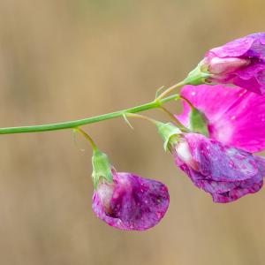 Photographie n°2515674 du taxon Lathyrus tuberosus L.