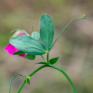 Photographie n°2515677 du taxon Lathyrus tuberosus L.
