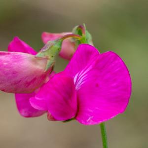Photographie n°2515678 du taxon Lathyrus tuberosus L.