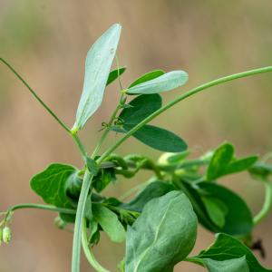 Photographie n°2515679 du taxon Lathyrus tuberosus L.
