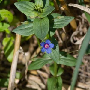 Photographie n°2515681 du taxon Lysimachia foemina (Mill.) U.Manns & Anderb.