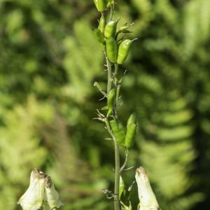 Photographie n°2515692 du taxon Aconitum lycoctonum subsp. neapolitanum (Ten.) Nyman