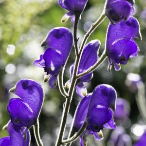 Photographie n°2515700 du taxon Aconitum napellus subsp. burnatii (Gáyer) J.M.Tison [2010]