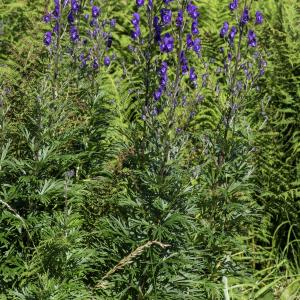 Photographie n°2515701 du taxon Aconitum napellus subsp. burnatii (Gáyer) J.M.Tison [2010]