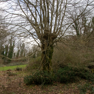 Photographie n°2515716 du taxon Carpinus betulus