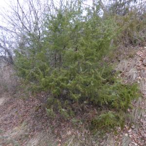 Photographie n°2515785 du taxon Juniperus communis L. [1753]