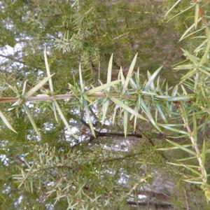 Photographie n°2515787 du taxon Juniperus communis L. [1753]