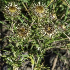 Photographie n°2515809 du taxon Carlina vulgaris L.