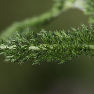 Photographie n°2515812 du taxon Achillea roseo-alba Ehrend.