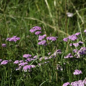  - Achillea roseo-alba Ehrend.