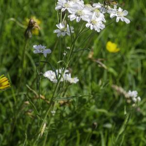 Photographie n°2515841 du taxon Achillea ptarmica subsp. ptarmica 
