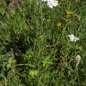 Photographie n°2515842 du taxon Achillea ptarmica subsp. ptarmica 