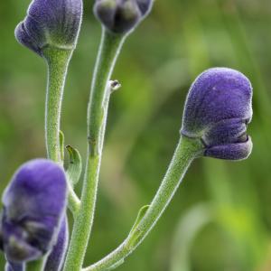 Photographie n°2515844 du taxon Aconitum napellus subsp. vulgare (DC.) Rouy & Foucaud