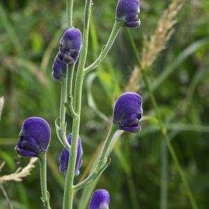 Photographie n°2515846 du taxon Aconitum napellus subsp. vulgare (DC.) Rouy & Foucaud