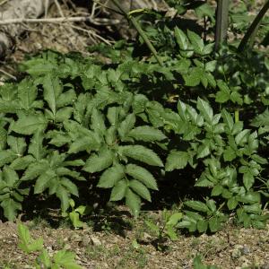 Photographie n°2515858 du taxon Angelica sylvestris subsp. sylvestris