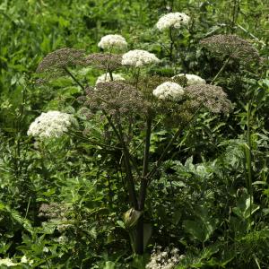 Photographie n°2515862 du taxon Angelica sylvestris subsp. sylvestris