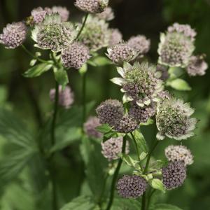 Photographie n°2515867 du taxon Astrantia major L.