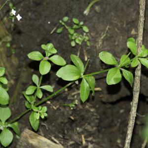  - Galium rotundifolium L.