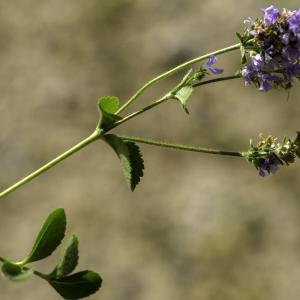 Photographie n°2516027 du taxon Veronica officinalis L. [1753]