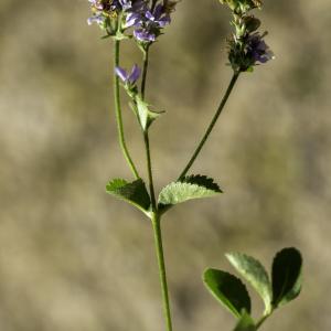 Photographie n°2516031 du taxon Veronica officinalis L. [1753]