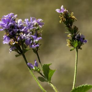 Photographie n°2516032 du taxon Veronica officinalis L. [1753]