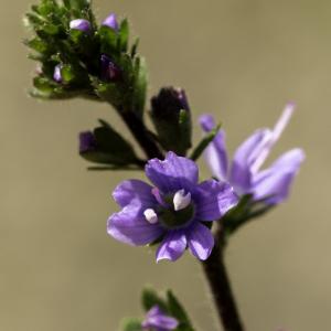 Photographie n°2516033 du taxon Veronica officinalis L. [1753]