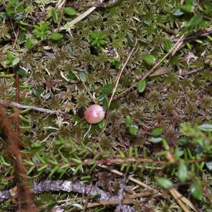 Photographie n°2516050 du taxon Vaccinium oxycoccos L. [1753]